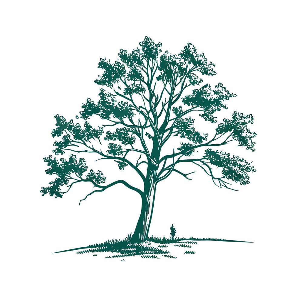 Bold Outline Tulip Poplar Tree. vector