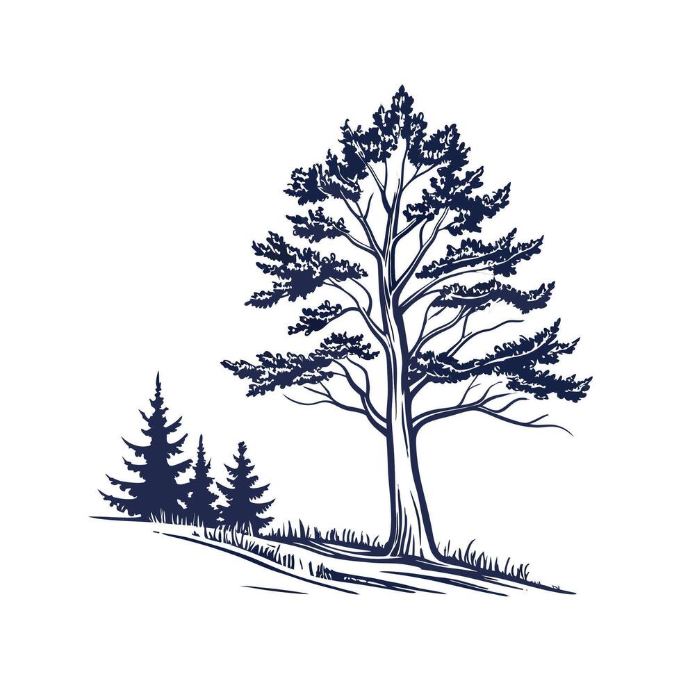 Outline of White Fir Tree vector