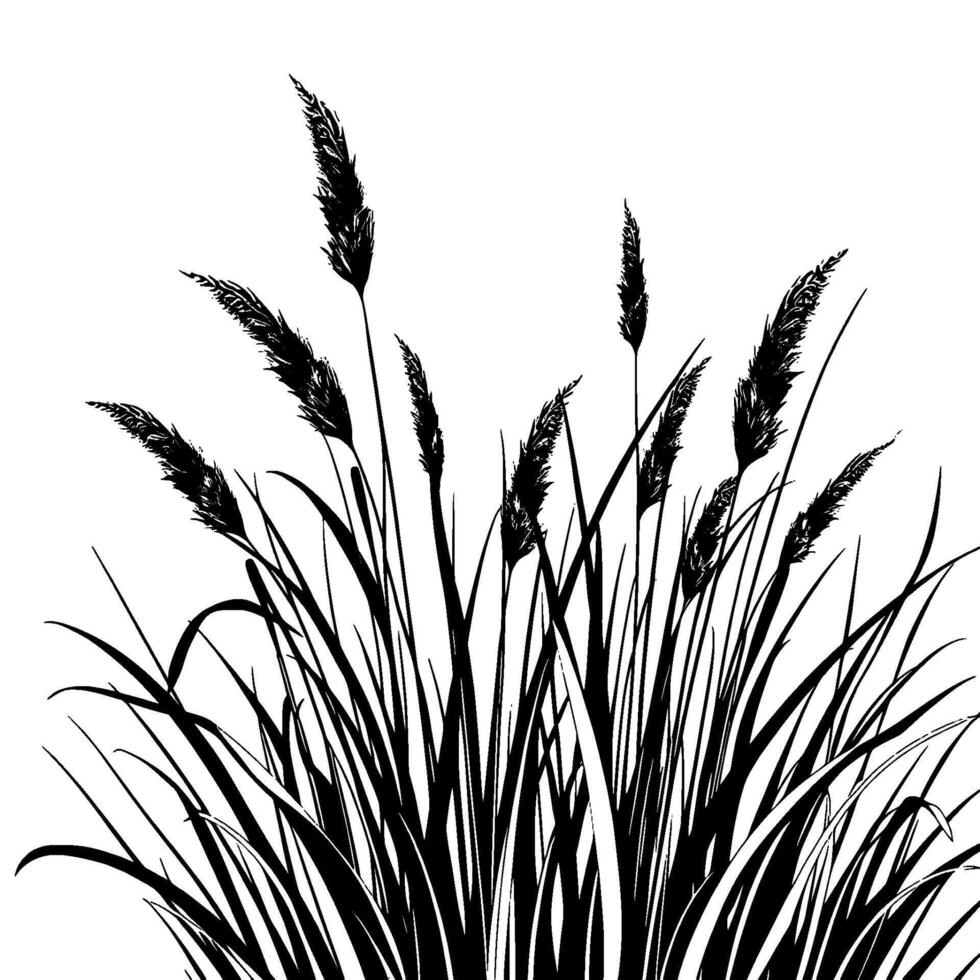 Elegant Black and White Illustration of Ornamental Grasses, Blades, and Seedheads on a White Backdrop, Highlighting Nature. vector