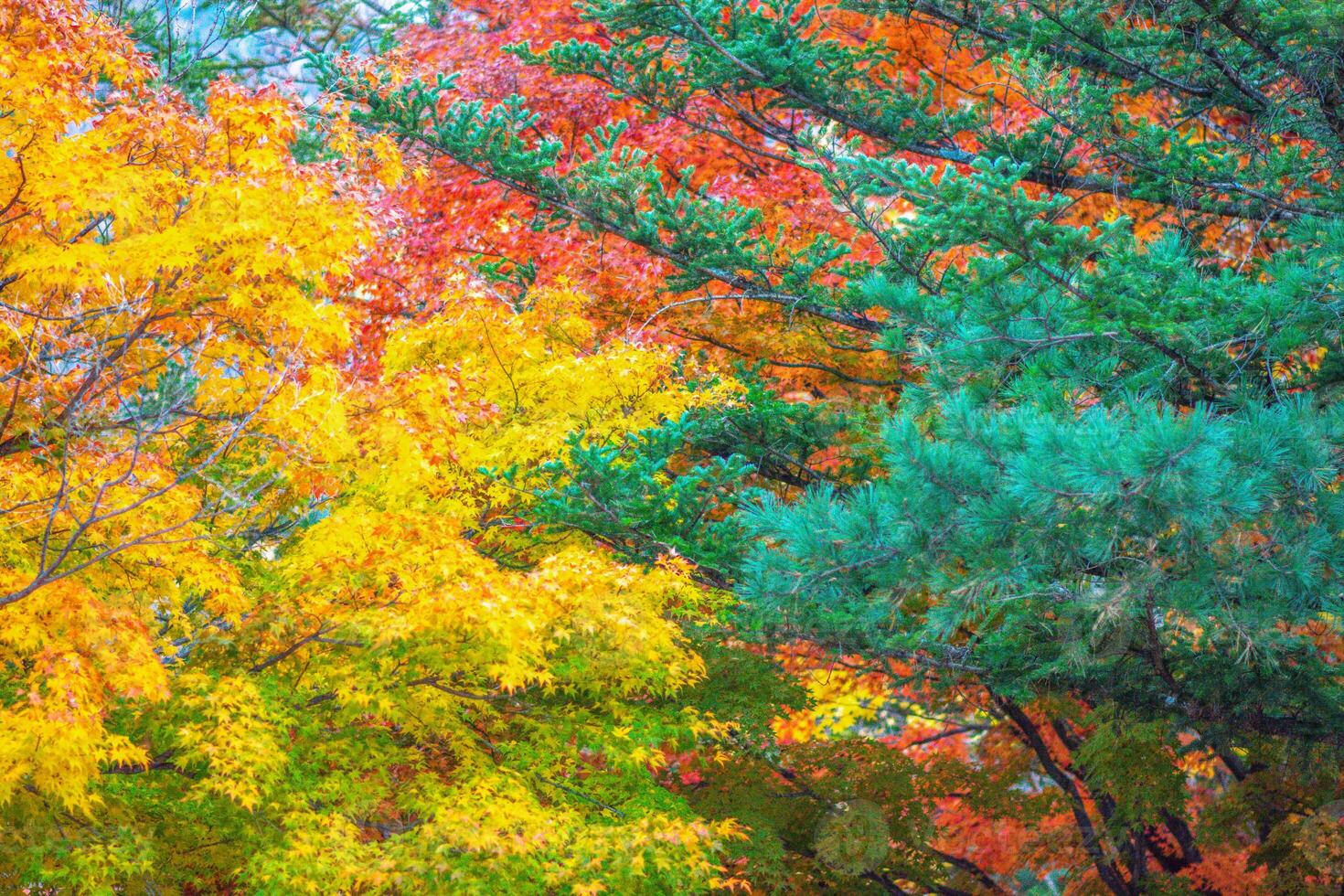 Colorful leaves and flowers in an autumn garden with sky background photo