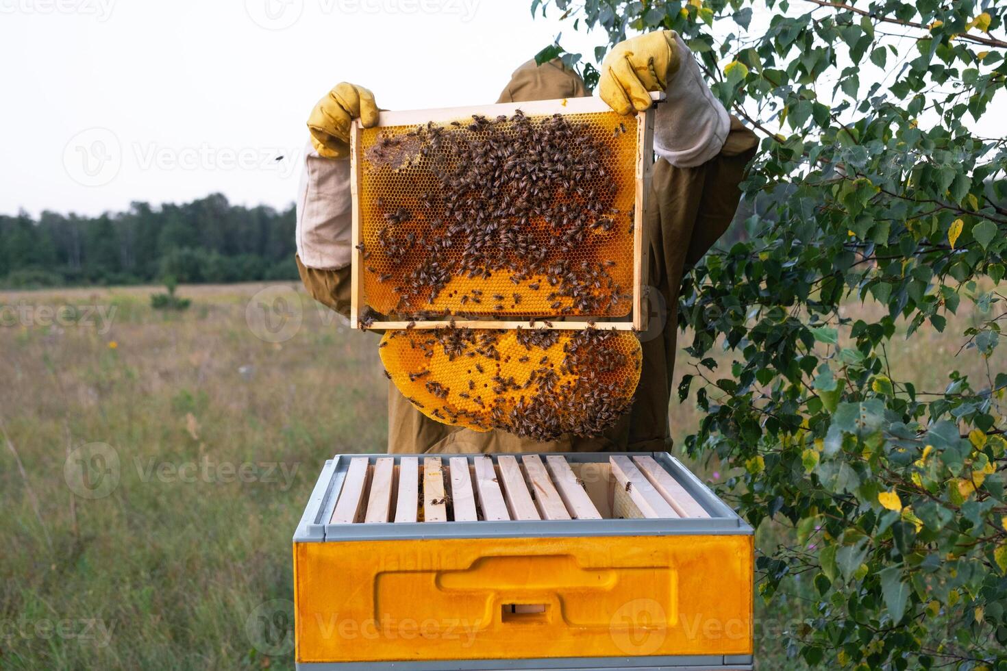 Abeekeeper, a woman in a protective suit against bee stings, holds a frame with honey from a bee hive in her hands. Beekeeping, care of the hive photo