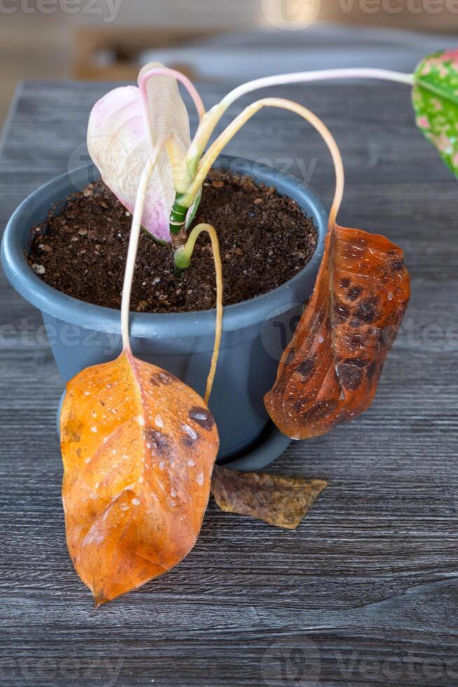 Problems in cultivation on sheet of aglaonema - leaves affected black rot, overflow of plant, rotting of roots photo