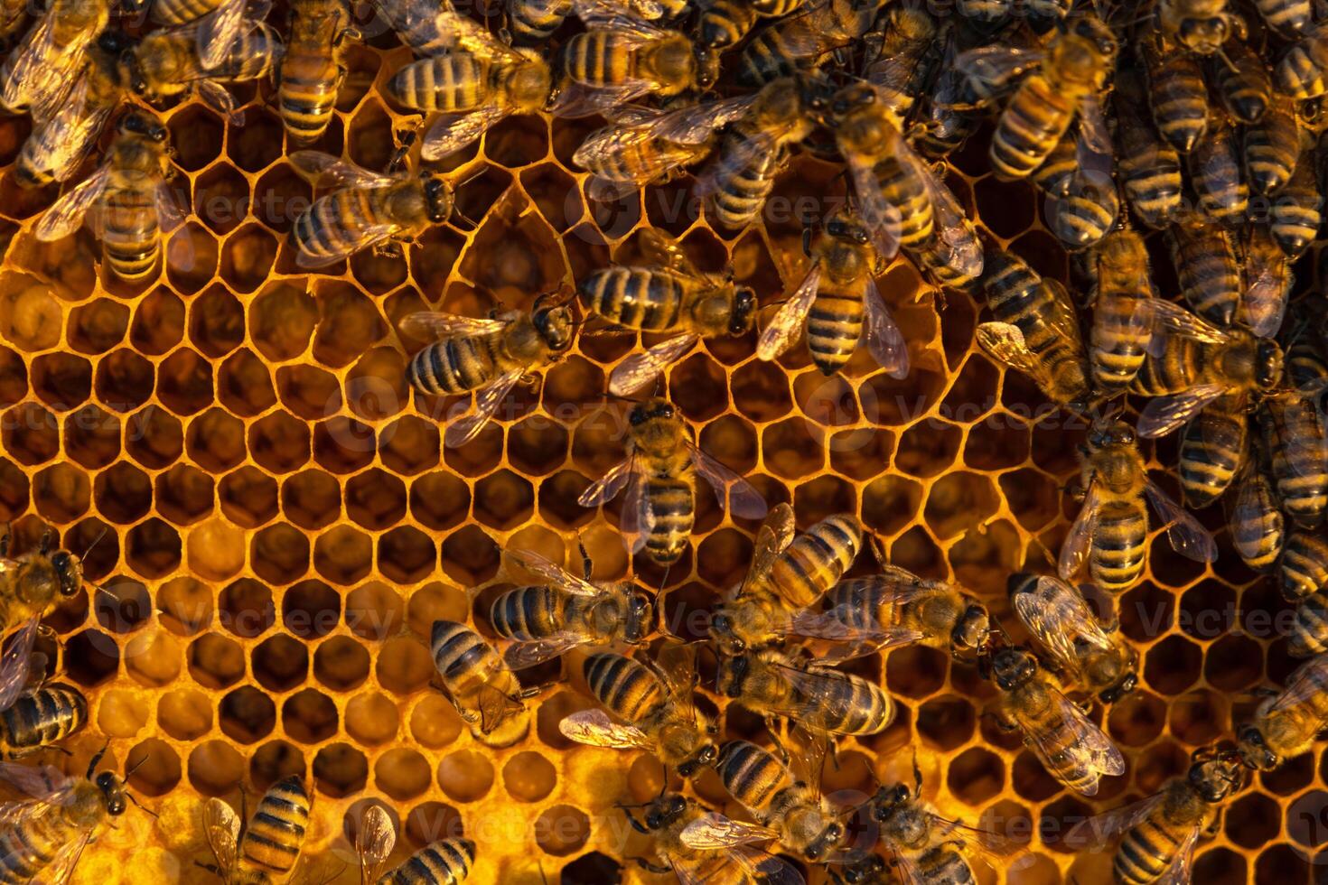 Bees sit on honeycombs with honey in a bee frame in beehive close-up. Beekeeping, sealing honeycombs with wax and pouring honey, breeding and keeping bees photo