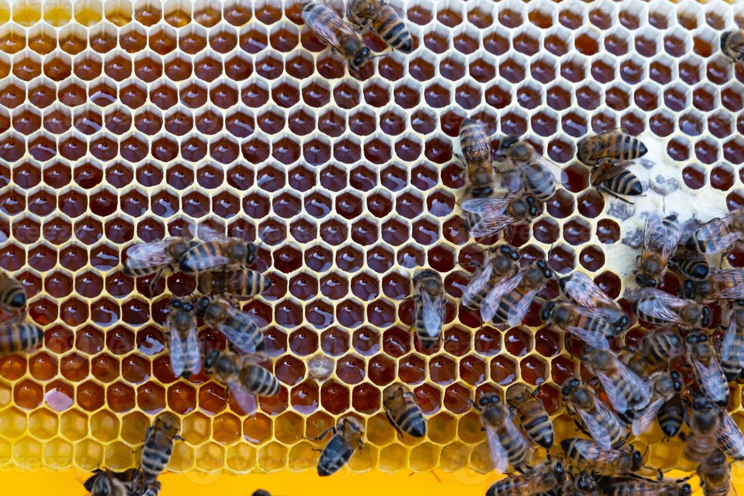 Bees sit on honeycombs with honey in bee frame beehive close-up. Beekeeping, sealing honeycombs with wax and pouring honey, breeding and keeping bees photo