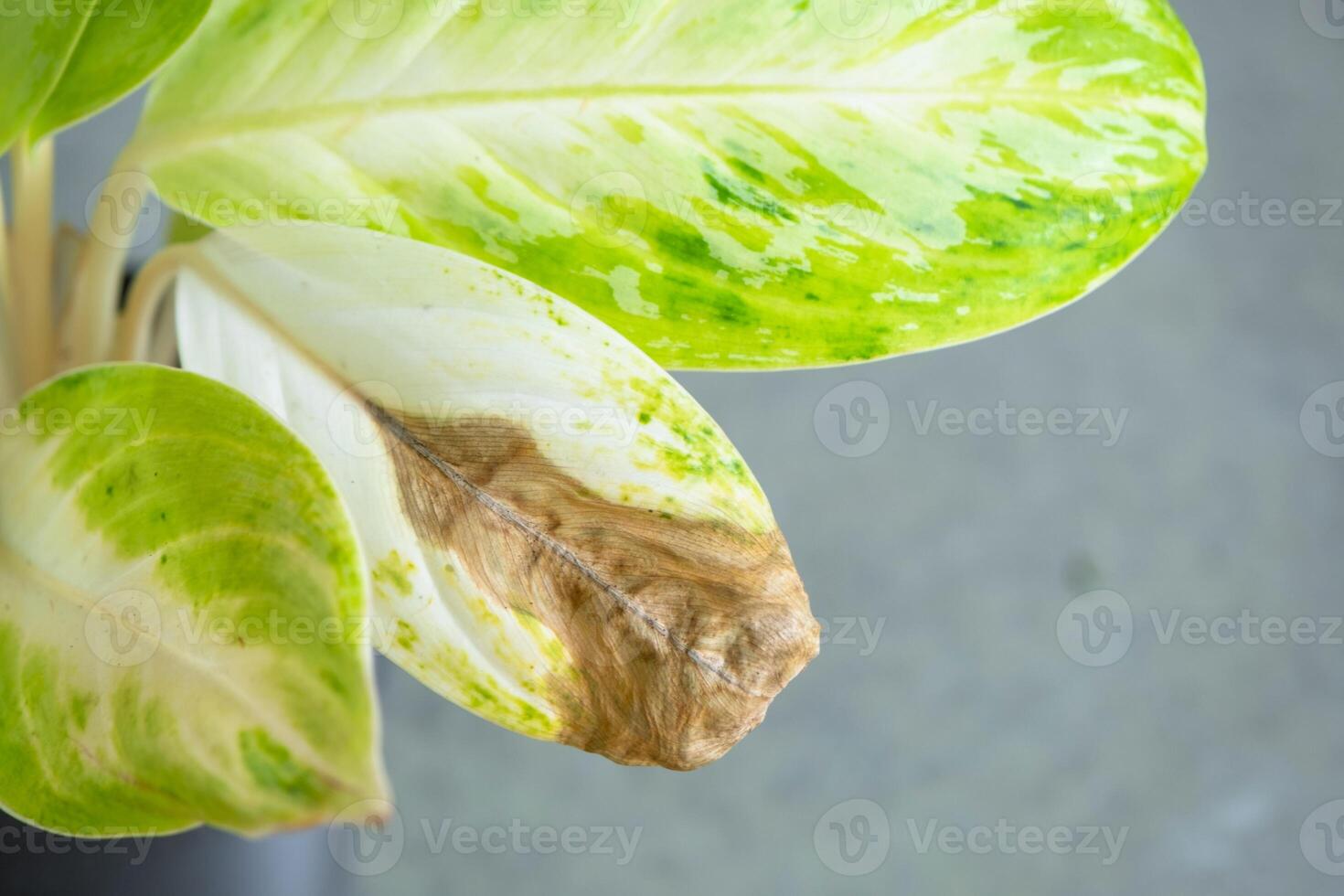 Problems in cultivation on sheet of aglaonema - leaves affected by black rot, overflow of plant, rotting roots photo