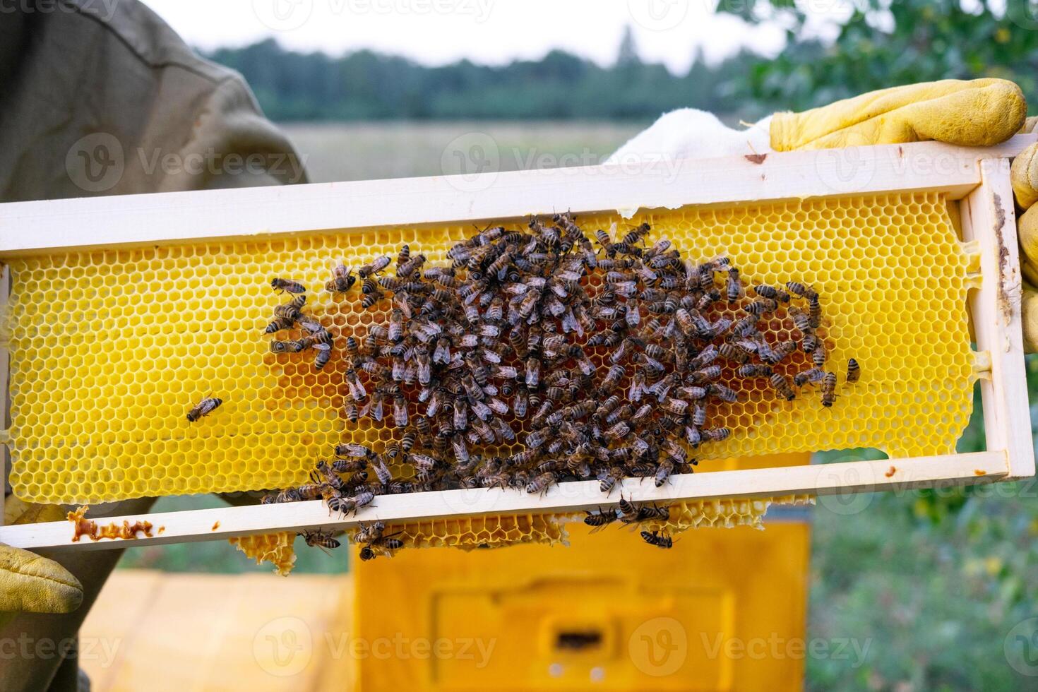 beekeeper, a woman in a protective suit against bee stings, holds a frame with honey from a bee hive in her hands. Beekeeping, care of the hive photo