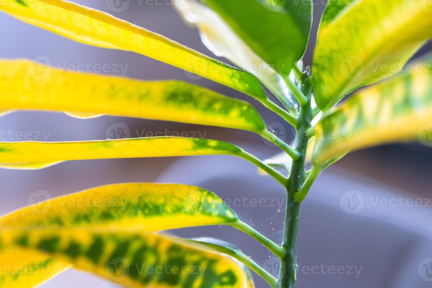Leaves home plant affected by a spider mite parasite, small insects, Problems in the cultivation of domestic plants. treatment and pest and fungus control photo