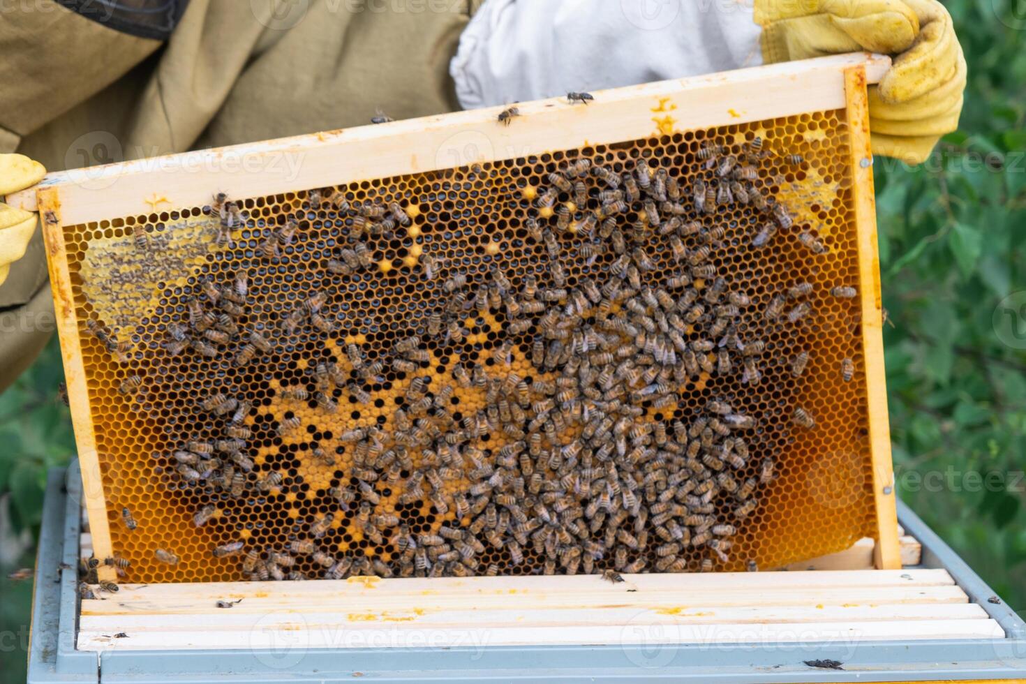 A beekeeper, woman in a protective suit against bee stings, holds a frame with honey from a bee hive in her hands. Beekeeping, care of the hive photo