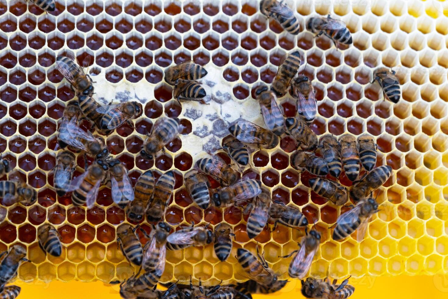 Bees sit honeycombs with honey in a bee frame in a beehive close-up. Beekeeping, sealing honeycombs with wax and pouring honey, breeding and keeping bees photo