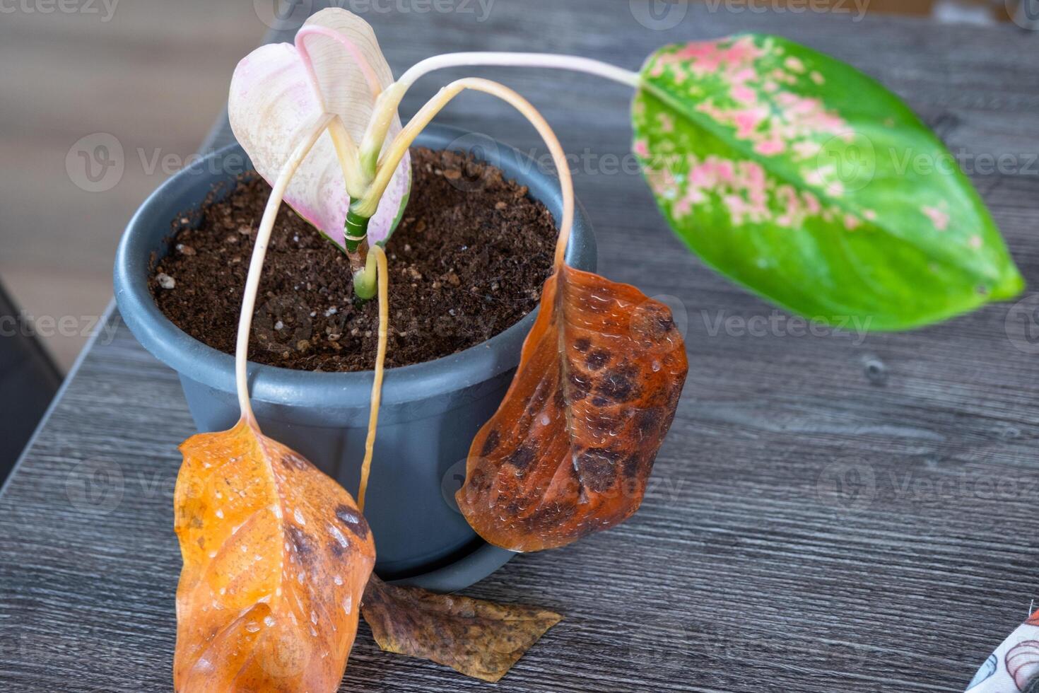 Problems in cultivation on sheet aglaonema - leaves affected by black rot, overflow of plant, rotting of roots photo