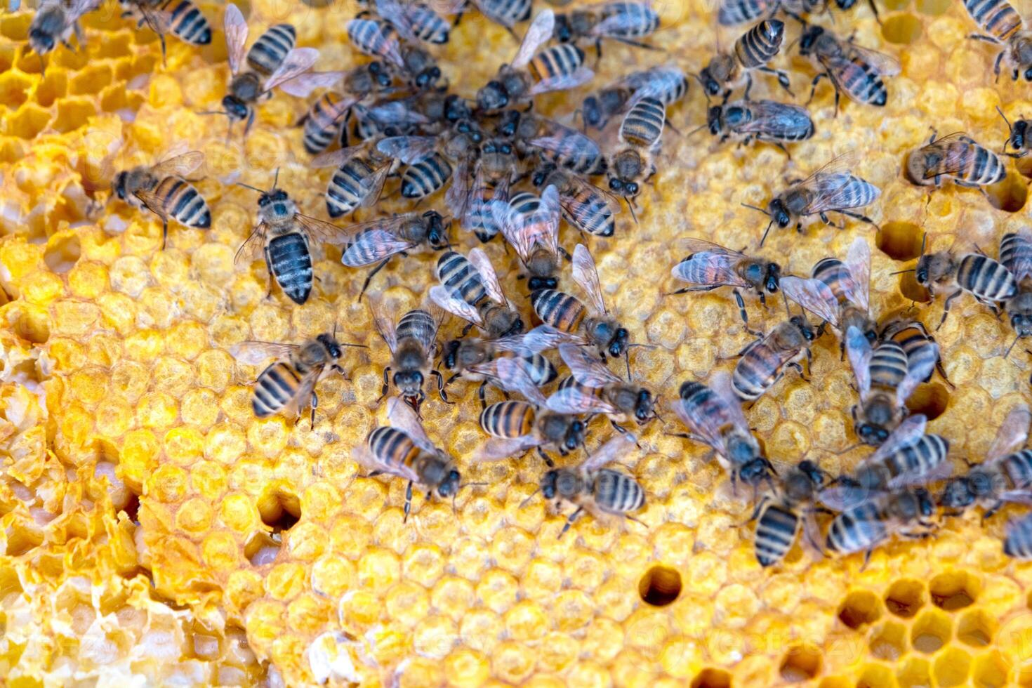 Bees sit on honeycombs with honey in bee frame in a beehive close-up. Beekeeping, sealing honeycombs with wax and pouring honey, breeding and keeping bees photo