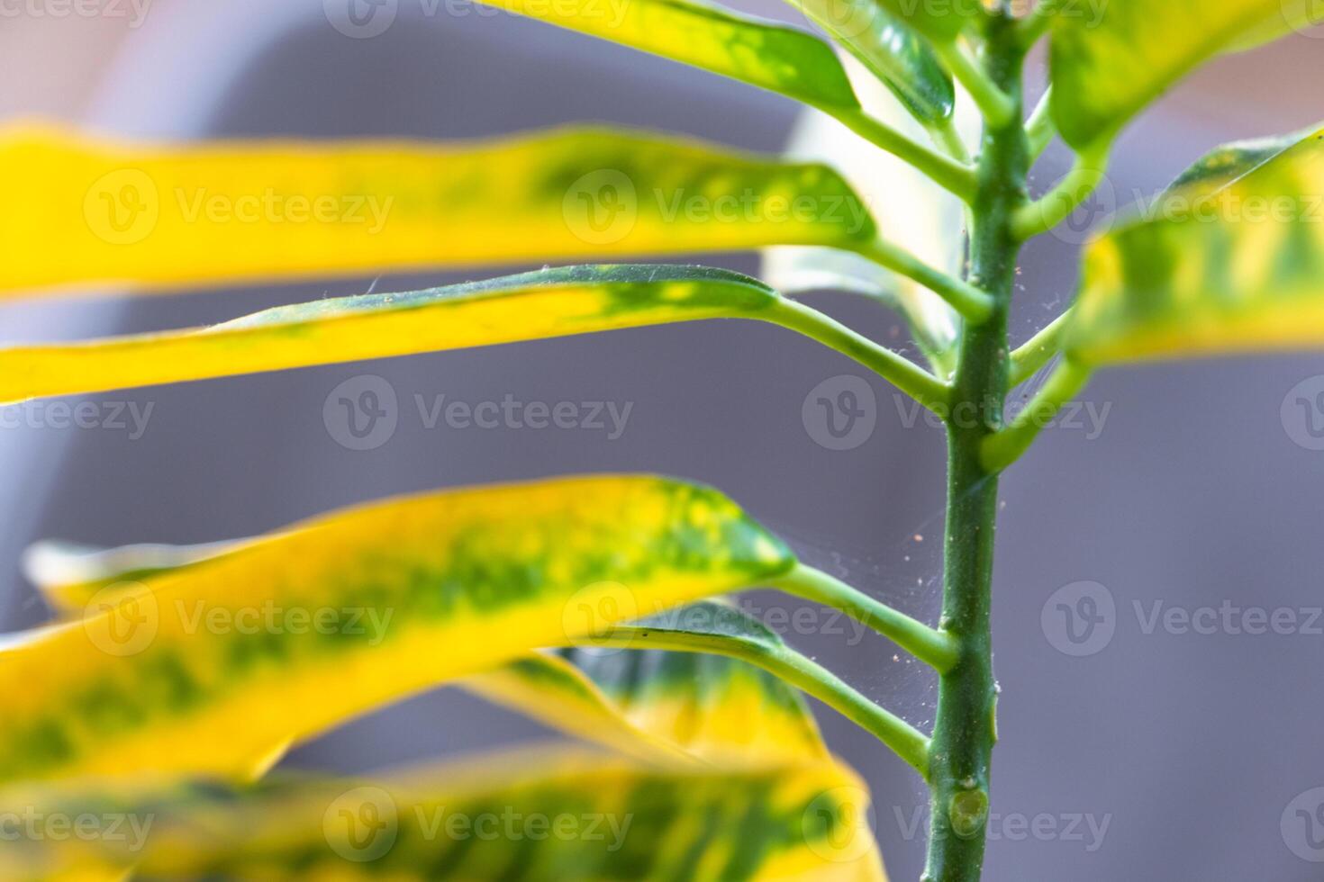 Leaves plant affected by a spider mite parasite, small insects, Problems in the cultivation of domestic plants. Plant treatment and pest and fungus control photo