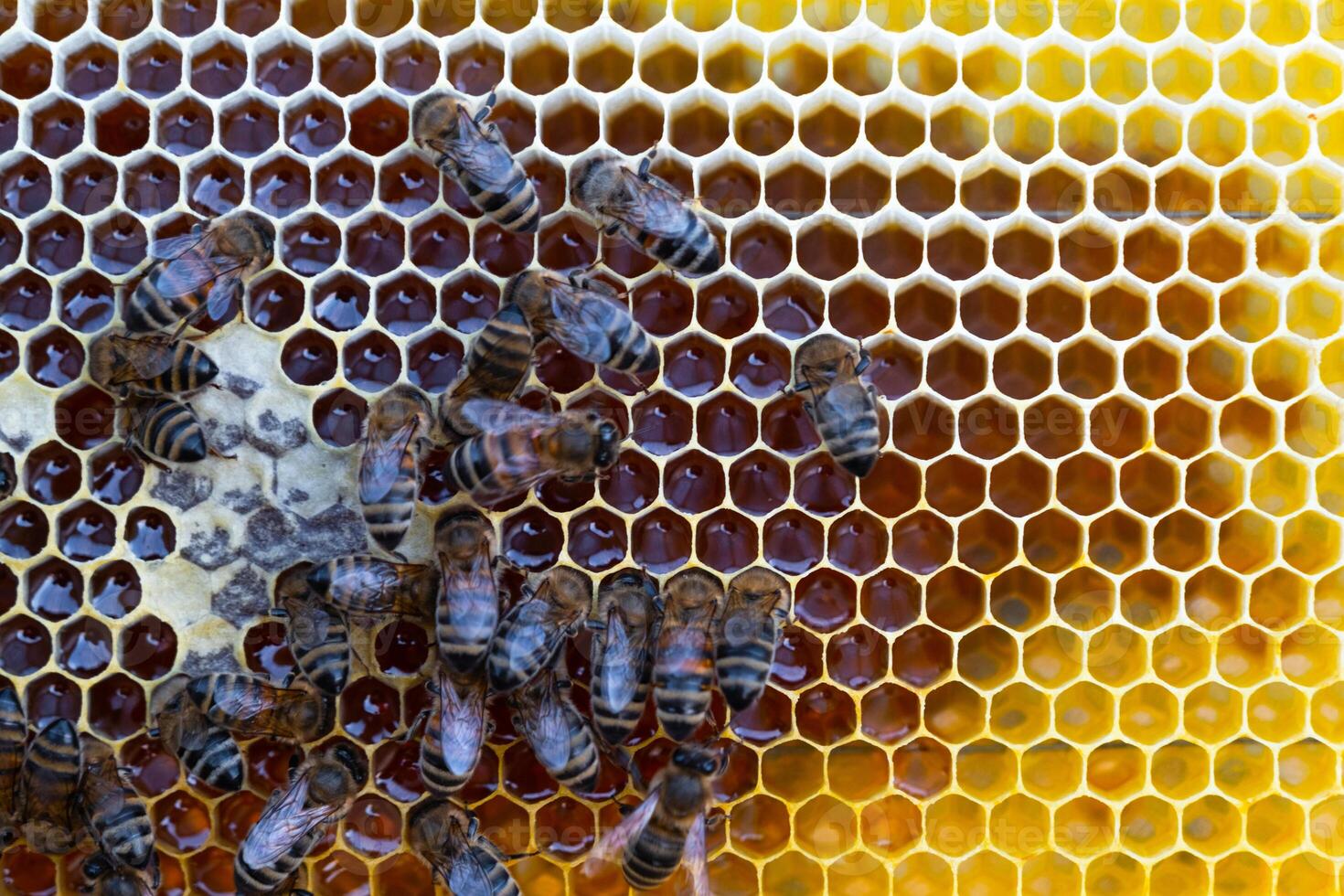 Bees sit on honeycombs with honey in a bee frame i a beehive close-up. Beekeeping, sealing honeycombs with wax and pouring honey, breeding and keeping bees photo
