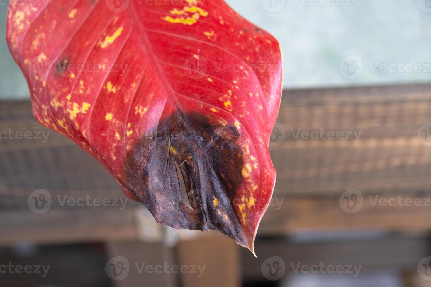 Problems in cultivation on red sheet of aglaonema - leaves affected by black rot, overflow plant, rotting of roots photo