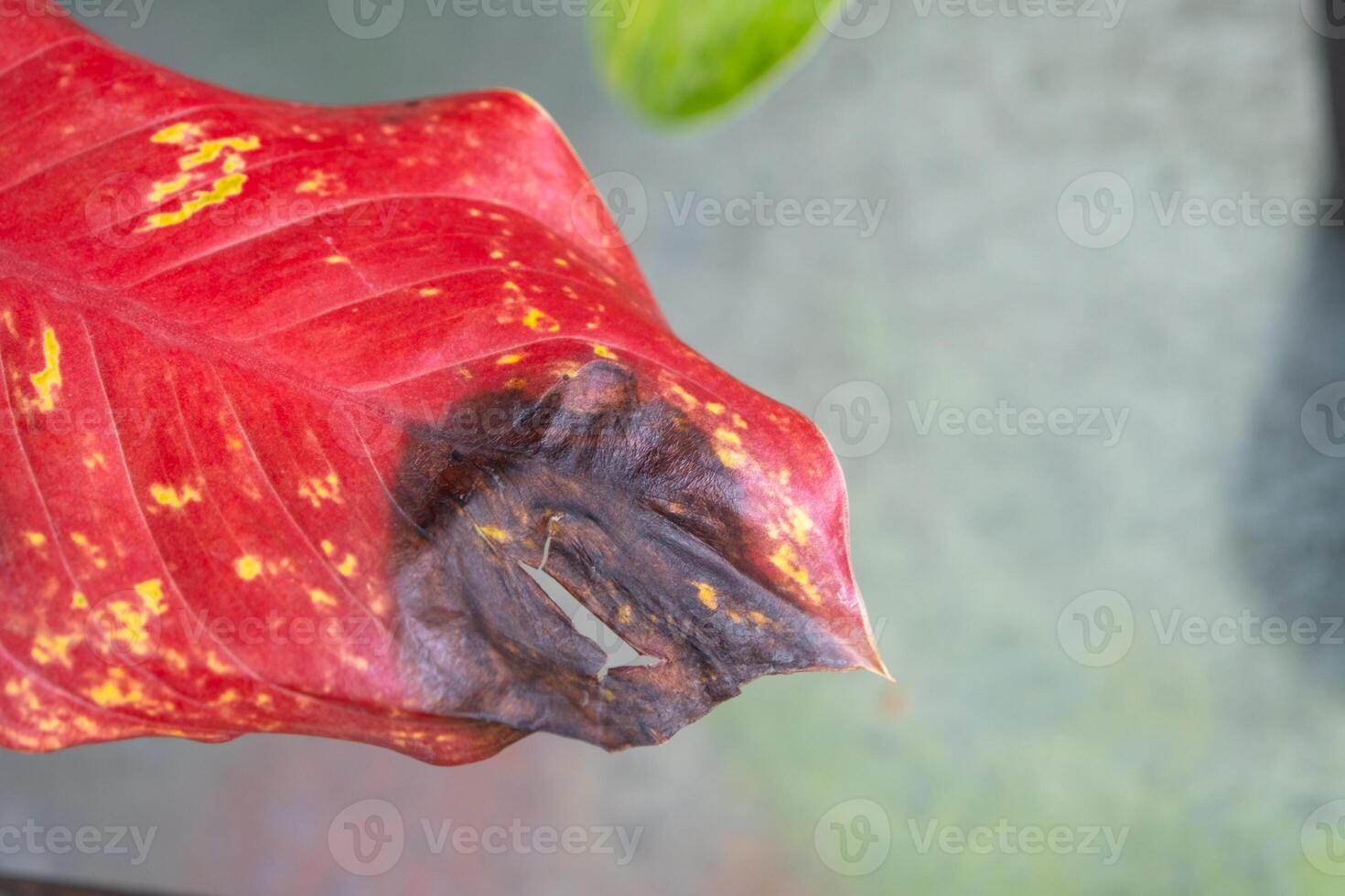 Problems in cultivation red sheet of aglaonema - leaves affected by black rot, overflow of plant, rotting of roots photo