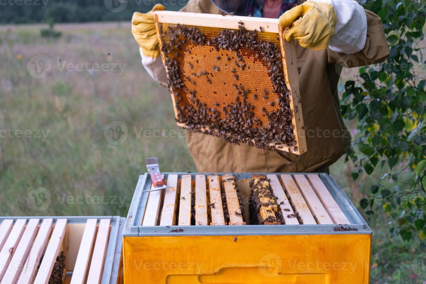 A beekeeper, a woman in protective suit against bee stings, holds a frame with honey from a bee hive in her hands. Beekeeping, care of the hive photo