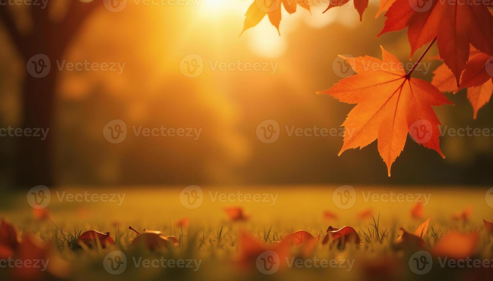 Autumn Maple Leaf on a Meadow Bathed in Warm Sunlight photo