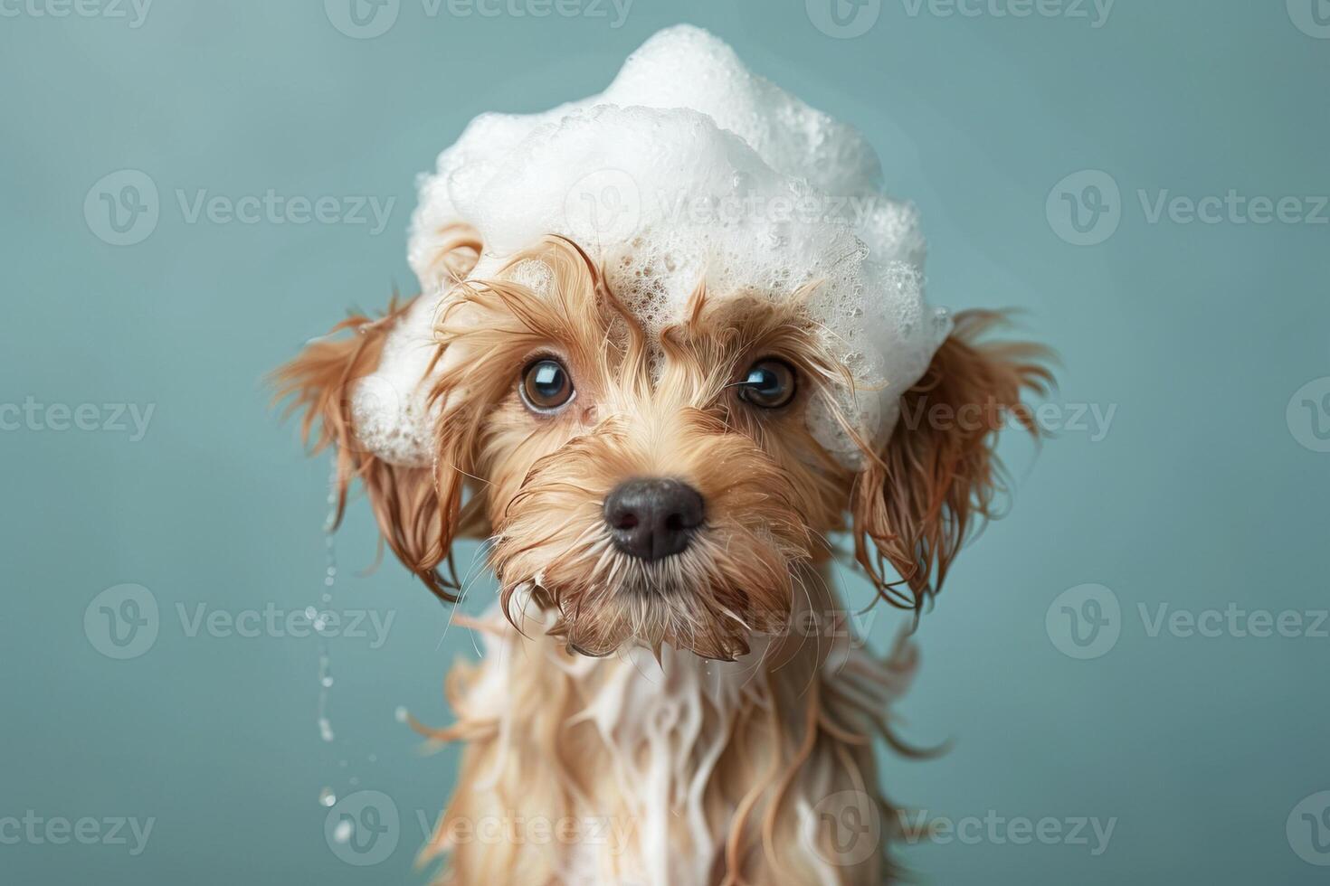 Dog pet bathing in bathtub with shampoo, grooming coat photo