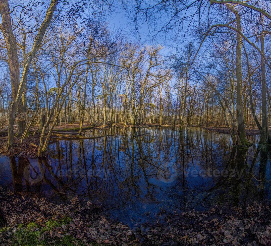 A serene forest pond reflecting the surrounding leafless trees in Moenchsbruch nature reserve 5 photo