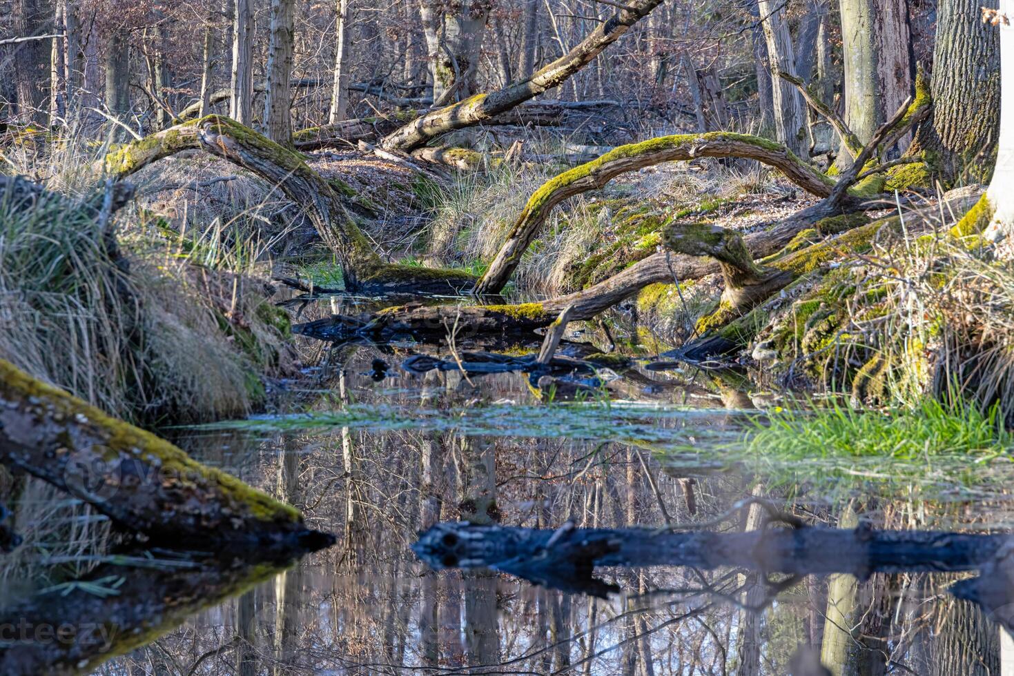Tranquil forest stream flowing through Moenchbruch nature reserve 6 photo