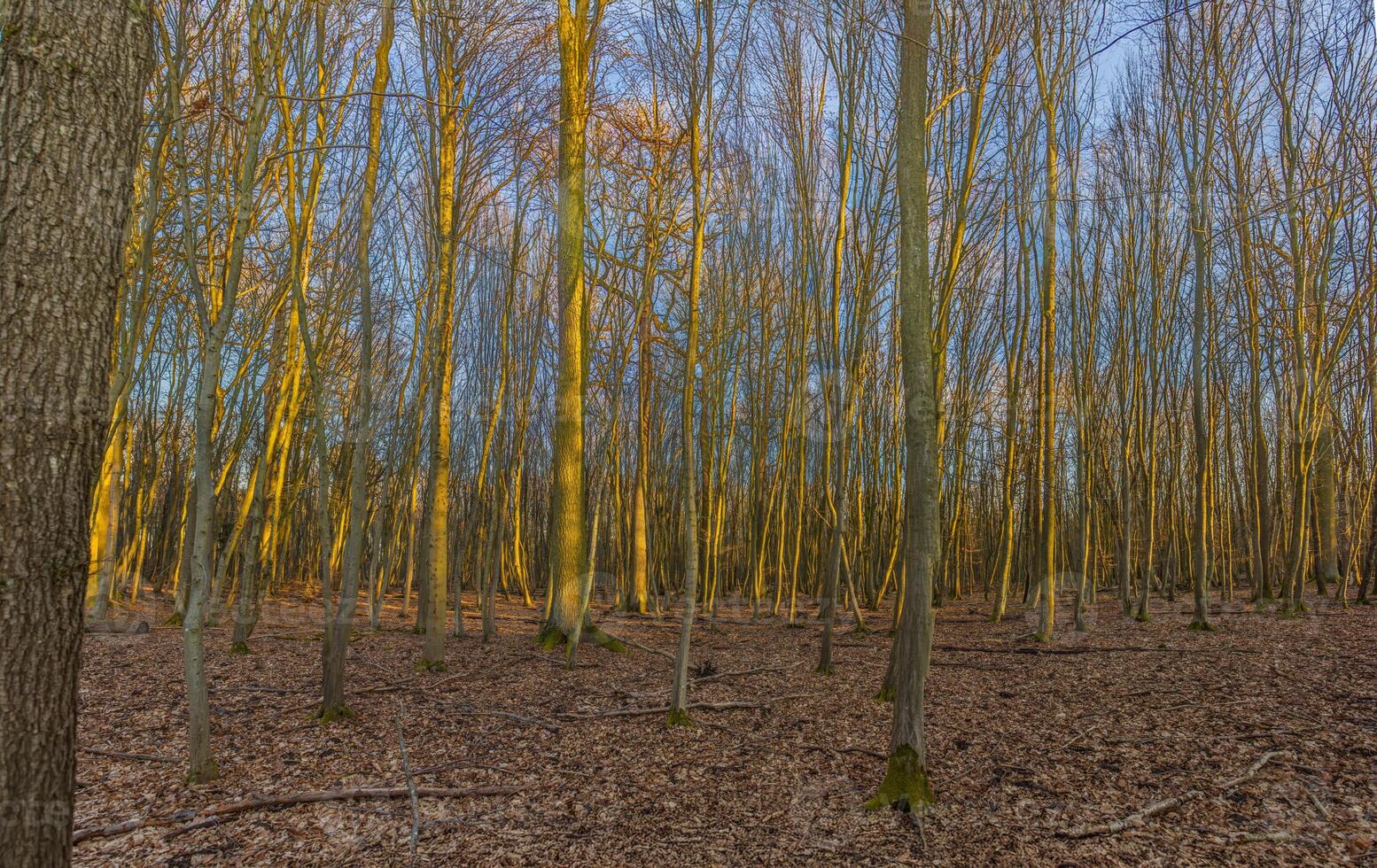 A dense forest in Moenchsbruch bathed in warm evening sunlight with bare trees and golden tones photo