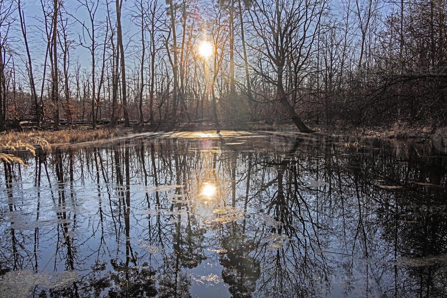 Sunset Reflection in a flooded forest in Moenchbruch Nature Reserve 15 photo