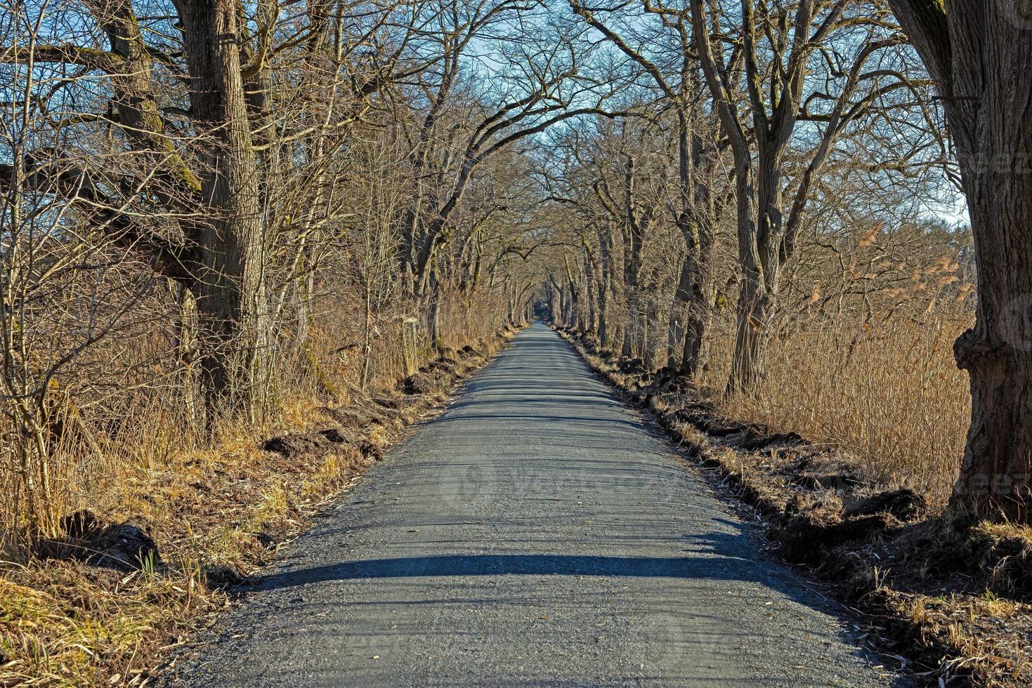 Tree lined road creating a natural tunnel in Moenchbruch natural reserve 12 photo