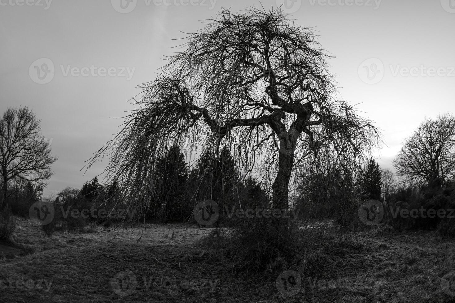 A dramatic leafless tree in black and white, creating a moody and eerie atmosphere photo
