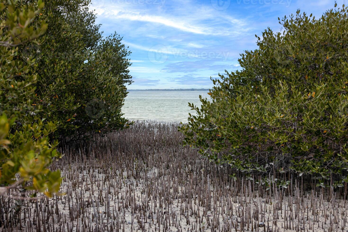 Mangrove beach with exposed roots and sandy coastal ecosystem 1 photo