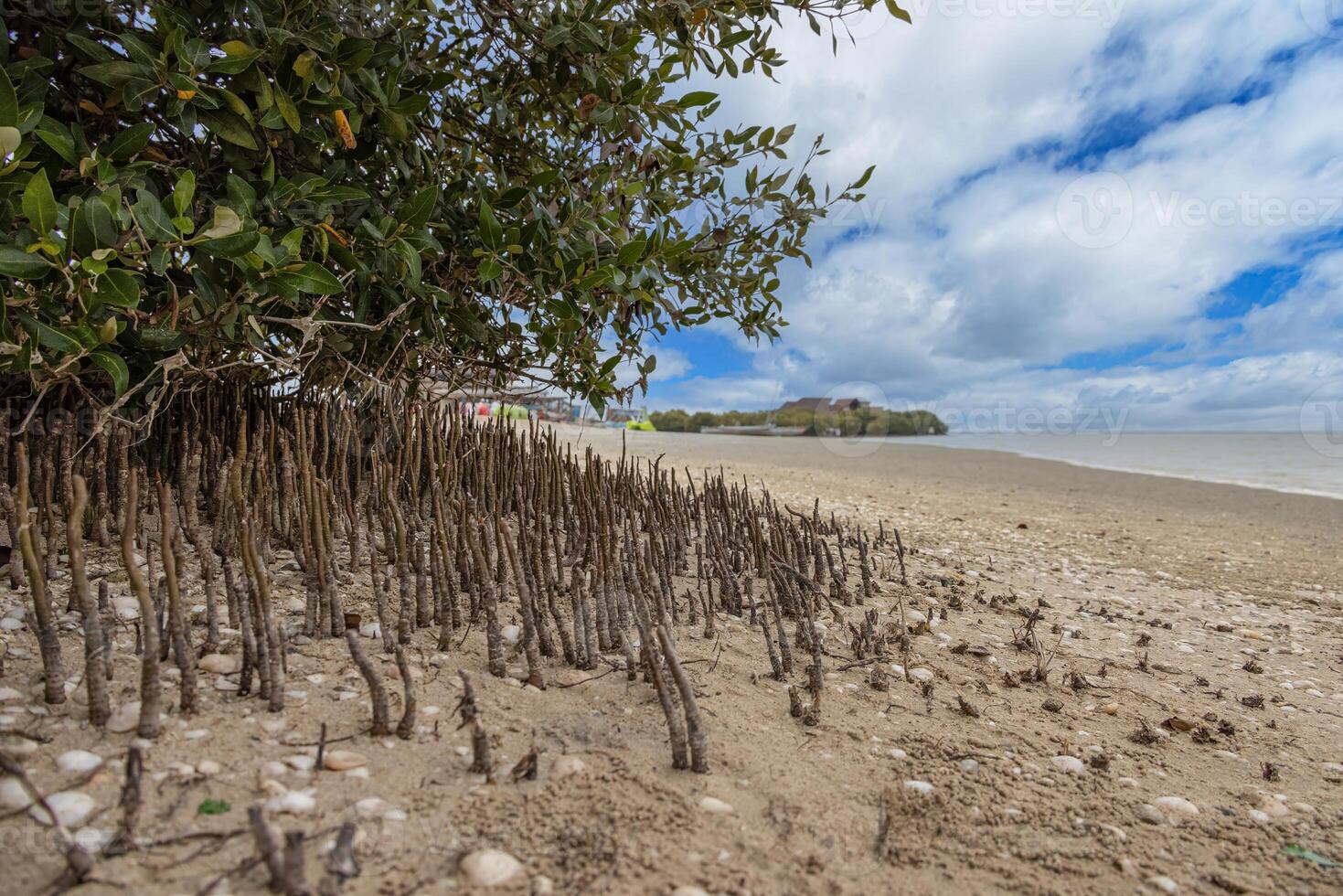 Mangrove beach with exposed roots and sandy coastal ecosystem 4 photo