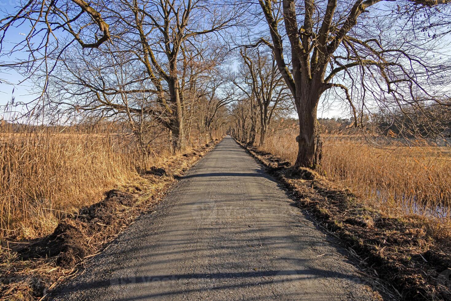 Tree lined road creating a natural tunnel in Moenchbruch natural reserve 18 photo