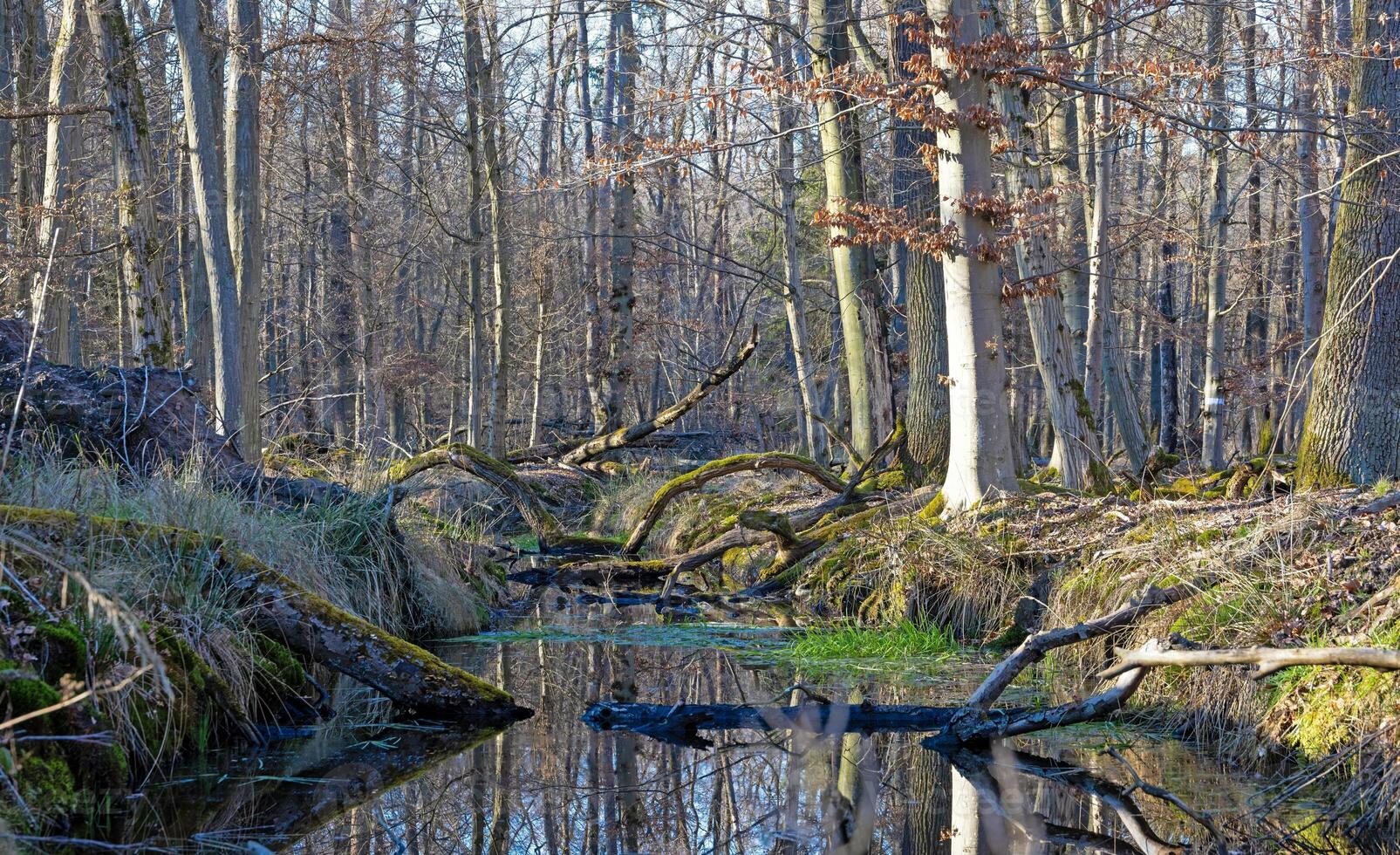 Tranquil forest stream flowing through Moenchbruch nature reserve 1 photo