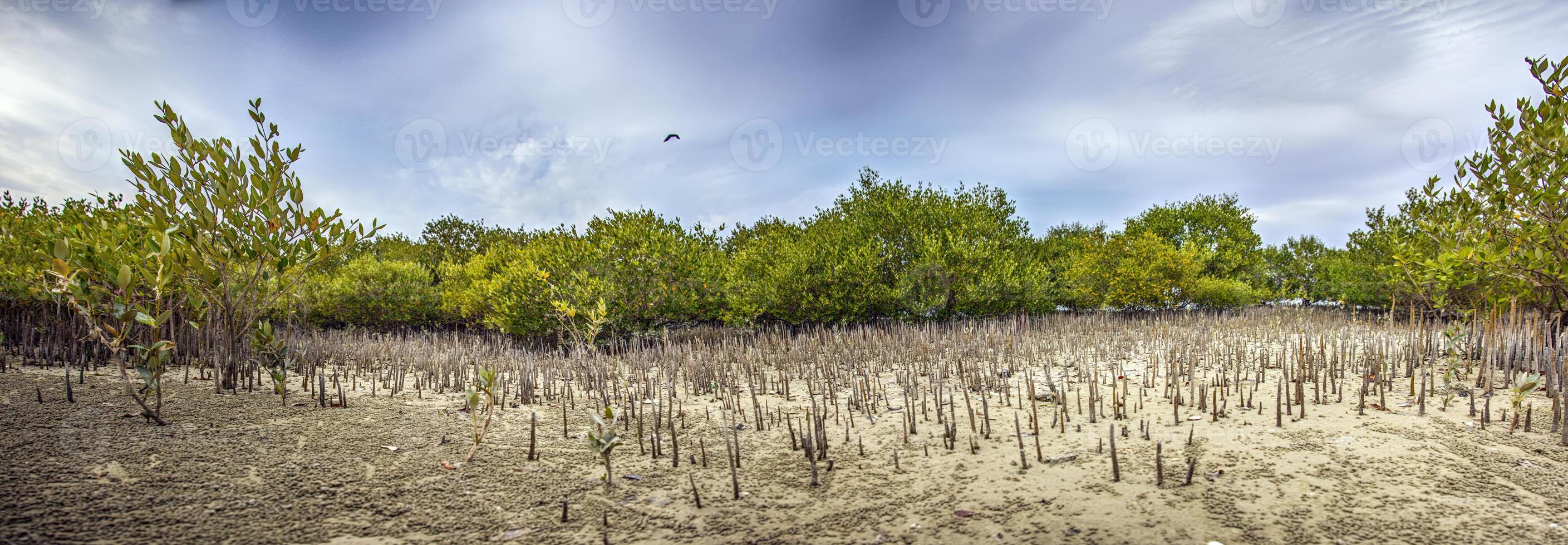 Mangrove forest with roots emerging from sandy soil. Essential for coastal protection and wildlife photo