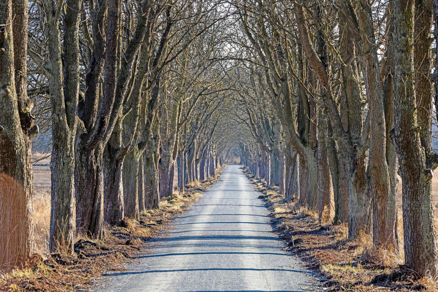 Tree lined road creating a natural tunnel in Moenchbruch natural reserve 4 photo
