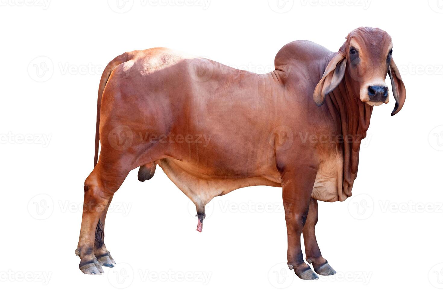 Cow,Side view of full body standing of Red cow, Beef cattle breeder, american brahman red on the ground, Brahman Cow isolated white background with clipping path photo