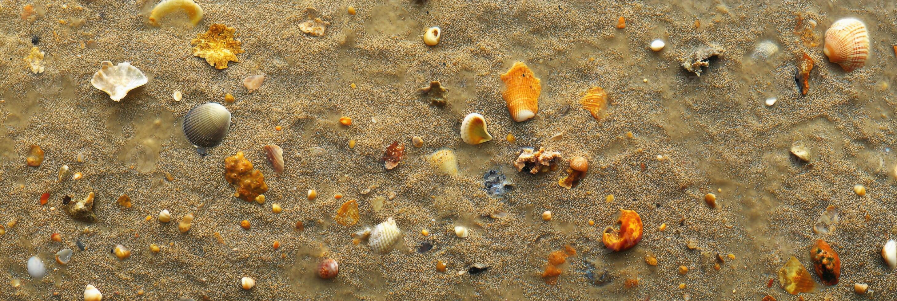 Various seashells and pebbles scattered on sandy beach surface photo