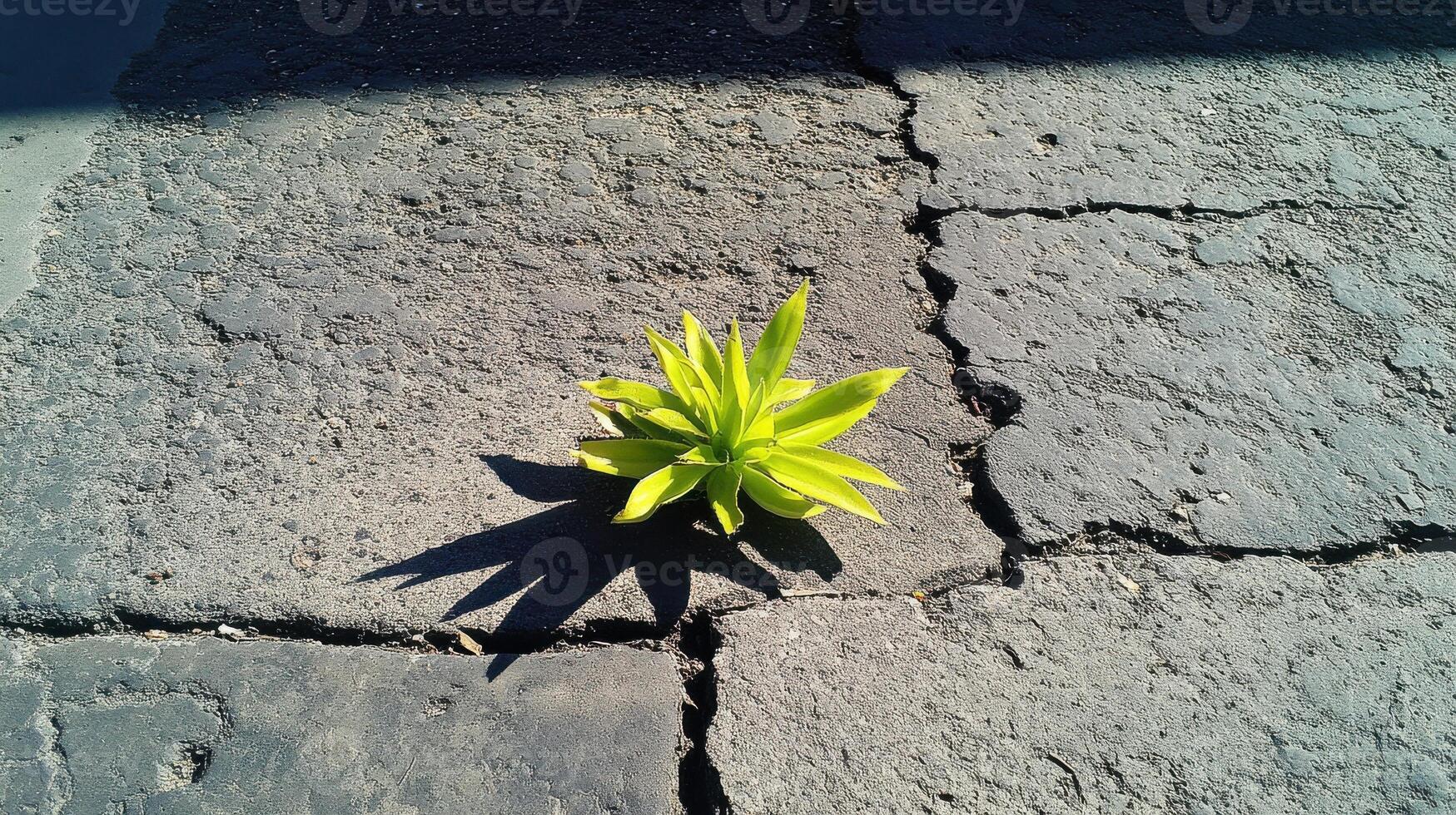 Vibrant green plant growing in cracked pavement representing resilience and growth photo