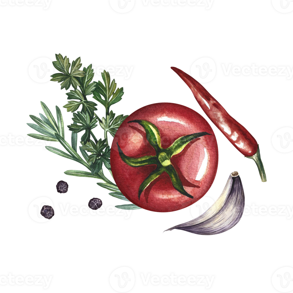 Tomatoes and spices. A hand-drawn watercolor illustration. A color template with ketchup or sauce ingredients. Tomatoes, herbs, garlic, pepper. Great for menus, recipe books, packages, labels. png