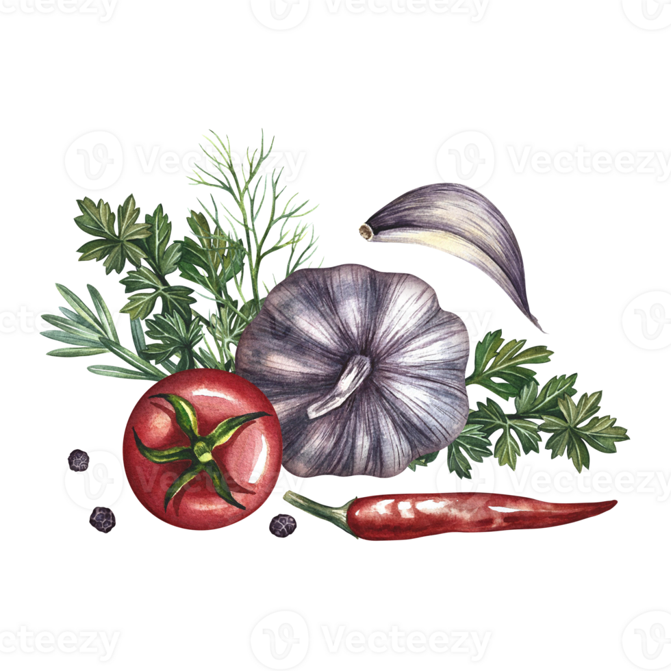 Composition with vegetables. A hand-drawn watercolor illustration. A color image of the ingredients for ketchup or sauce. Tomatoes, herbs, garlic, chili pepper. For menus, recipe, packages, labels. png