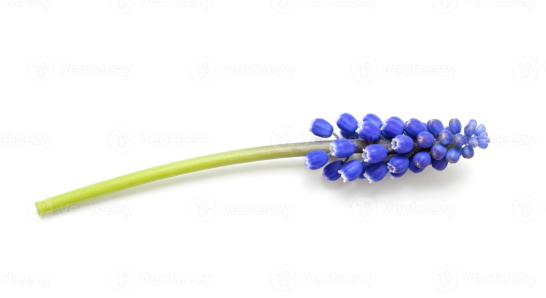 Top view flat lay of grape hyacinth flower on white background, ideal for seasonal spring artwork and natural decor photo