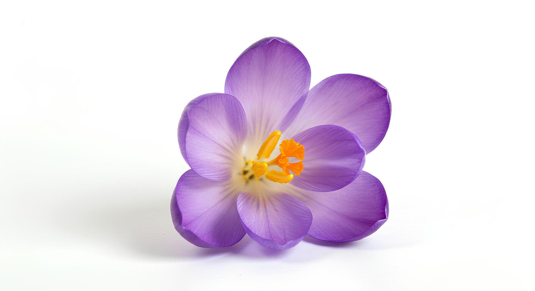 purple crocus isolated on white background. spring time bloom of beautiful crocus flower with purple petals to signify the coming of warmer weather photo