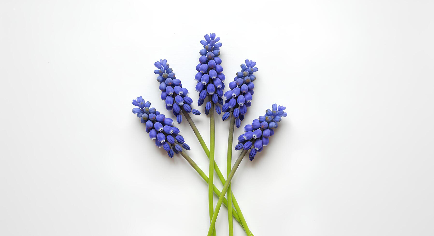 Grape hyacinth flower with delicate purple petals isolated on white background for botanical and floral spring designs photo