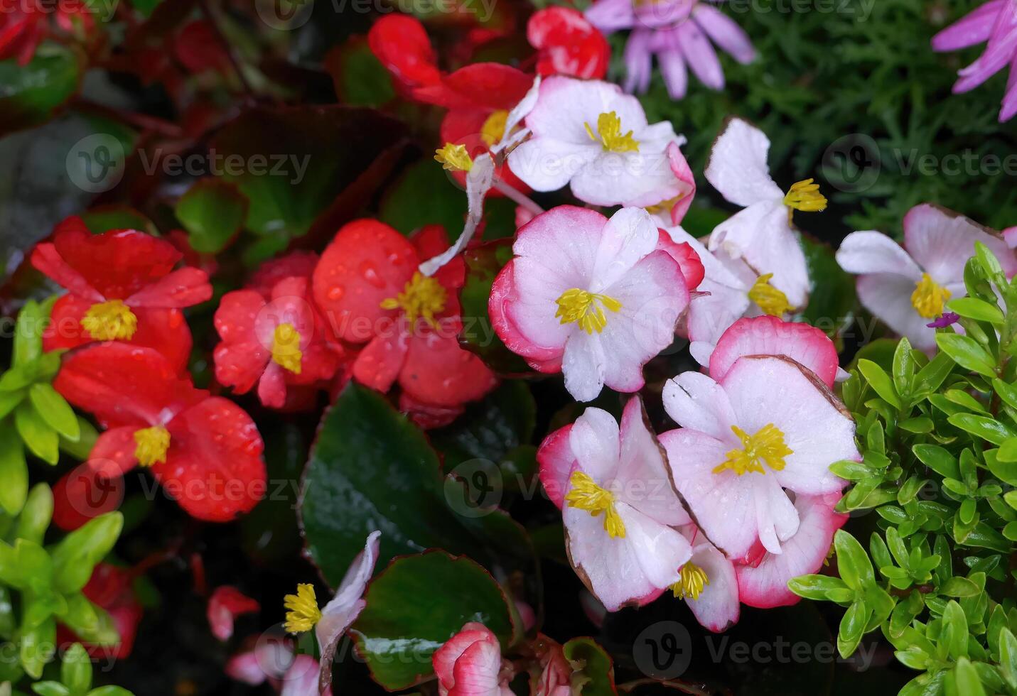 Soft pink begonias flower begonias, wax begonias, bedding plants, nature wallpaper, red begonias flora photo