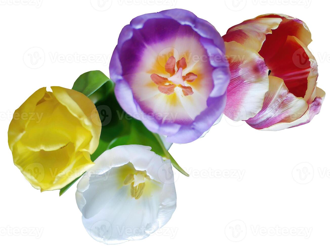 Top view of colorful Tulip or Tulp flowers in multi colored, pink yellow and white isolated on white background with clipping path photo