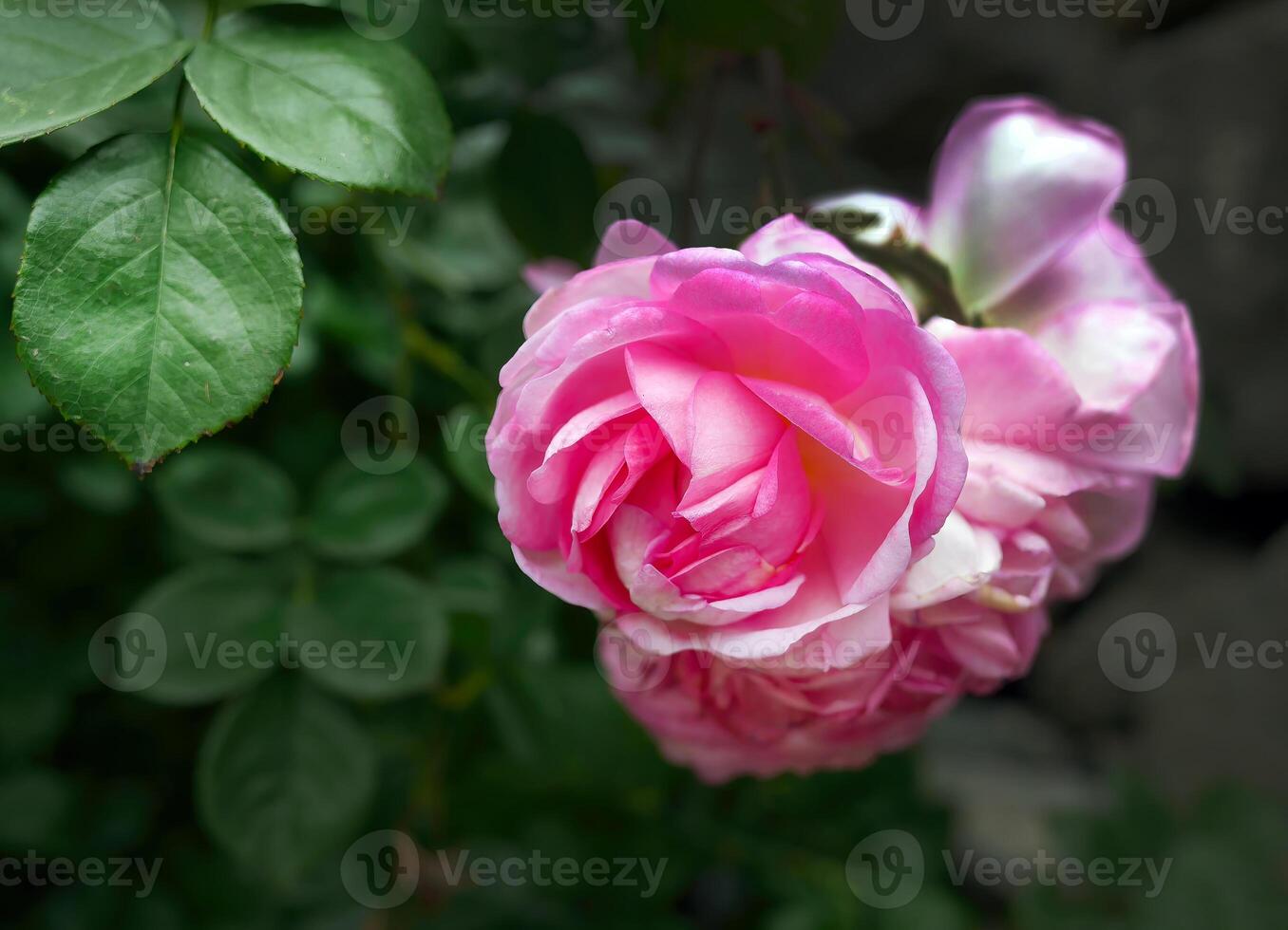 Pink Floribunda Rose, Hybrid Tea Rose in dark green background, nature garden, Valentine day or Mother day postcard photo