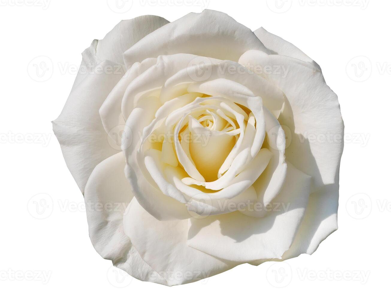 Beautiful White Rose, blooming, isolated white background with clipping path, flower element, flora rosa photo