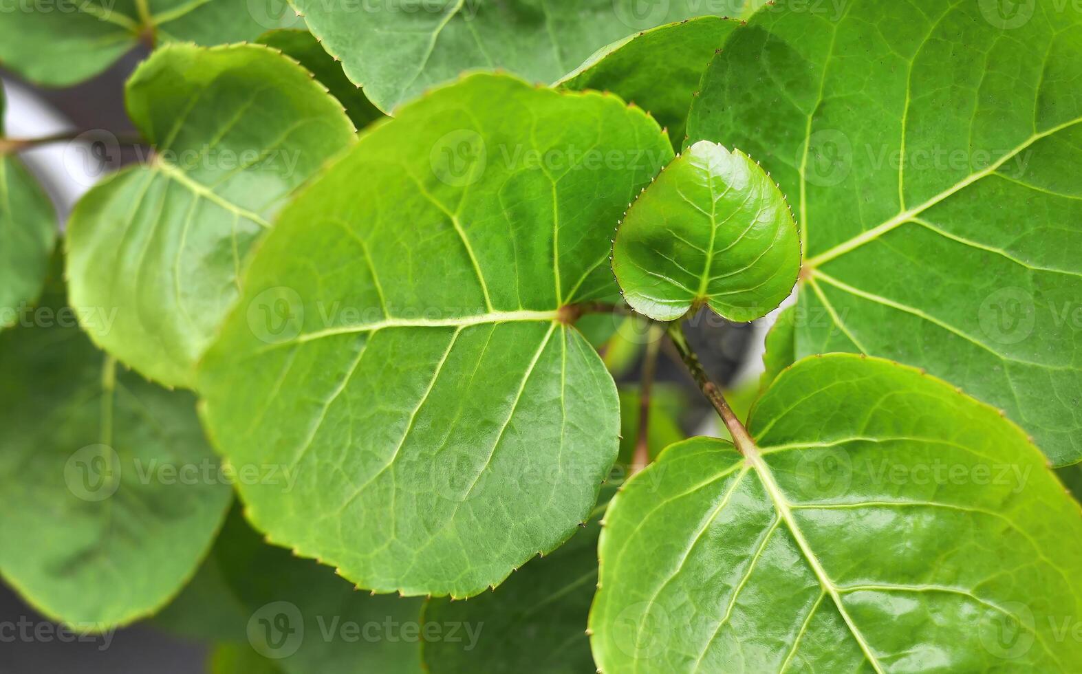 High angle view of Shield Aralia medicinal plant or Dinner Plate Aralia or Polyscias scutellaria, fresh green color using as food bowls photo