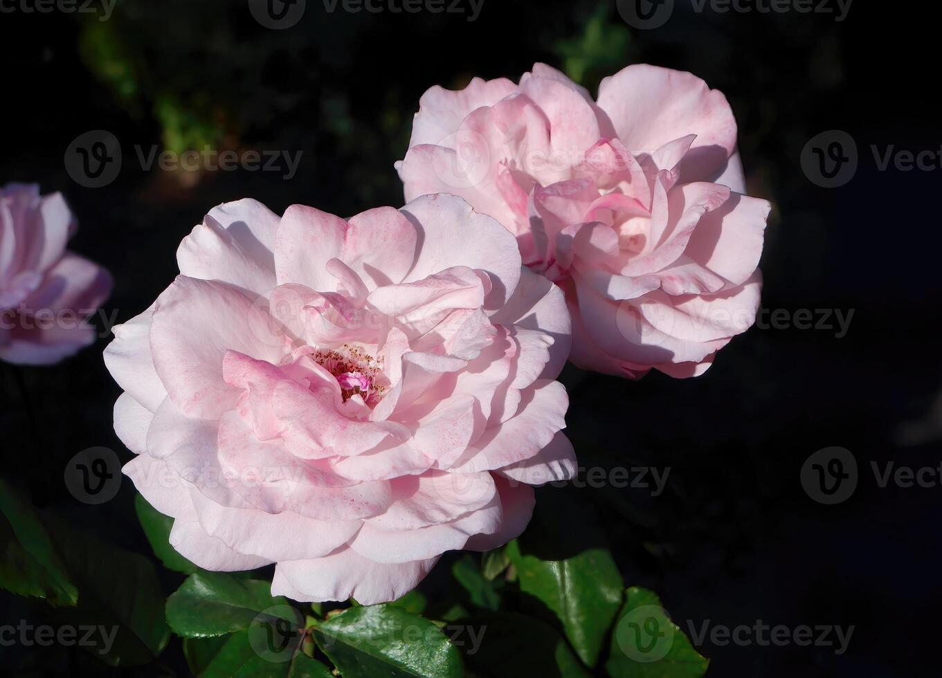 Beautiful Pink Floribunda Rose, Hybrid Tea Rose blooming in dark green background, nature garden, Valentine day Mother day postcard photo