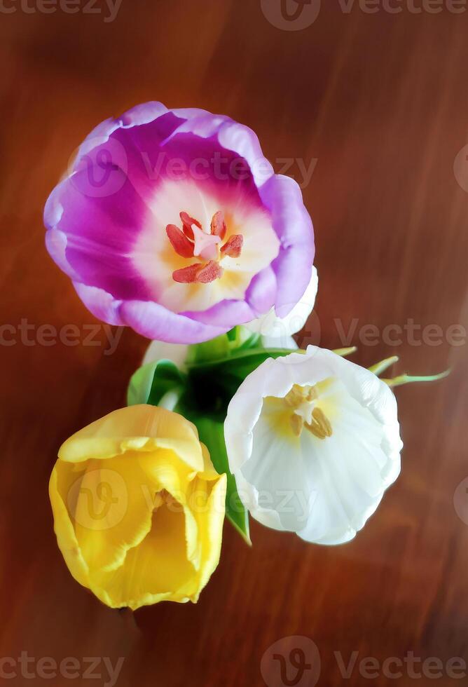 Top view of colorful Tulip Tulp flowers in multi colored, pink yellow and white on the wooden table, focus on pollen, flora wallpaper photo