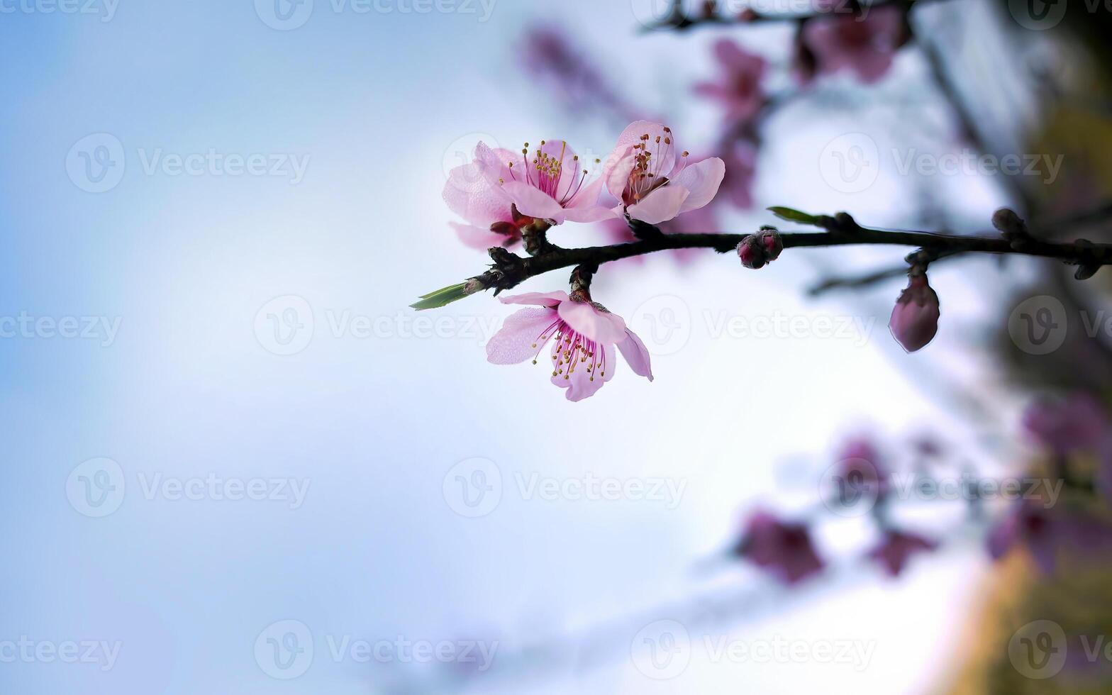 Wild Himalayan cherry blossom flowers on the tree, Giant tiger flowers, Pink Sakura, Prunus cerasoides, against blue sky background photo